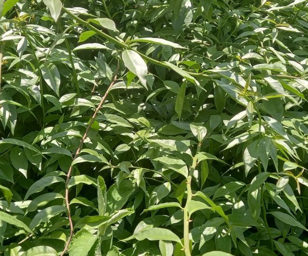 Benefícios da ora-pro-nobis na saúde e beleza