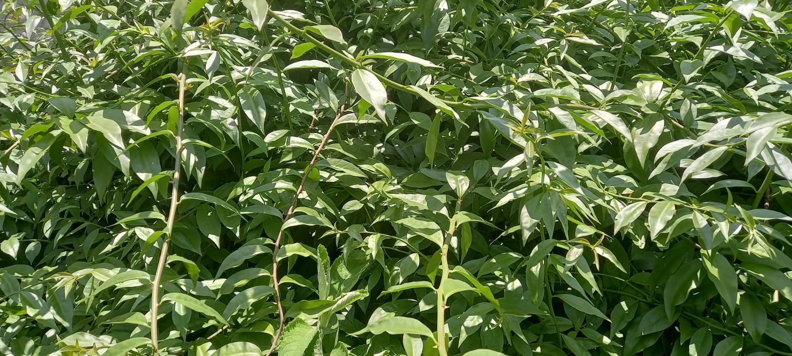 No momento, você está visualizando Benefícios da ora-pro-nobis na saúde e beleza