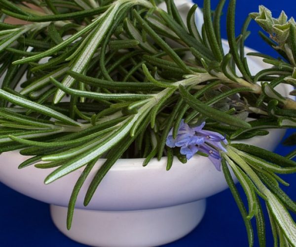 Conheça 7 benefícios do alecrim