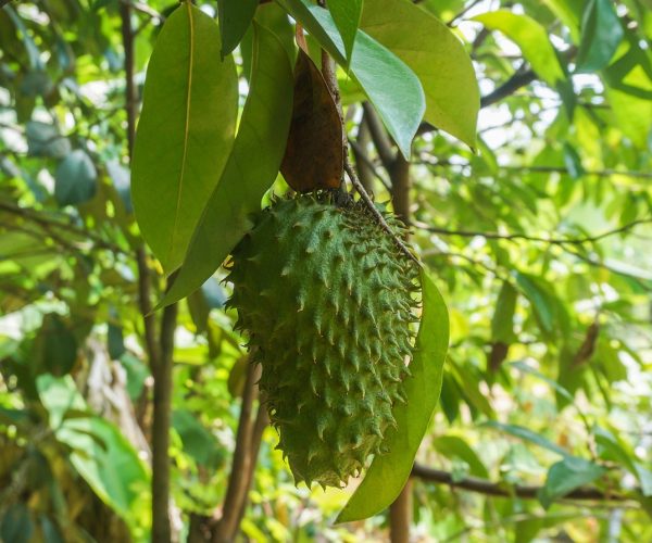 9 benefícios da fruta graviola