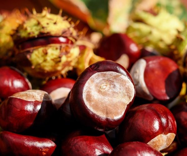 Benefícios da castanha da Índia