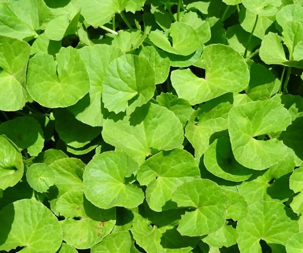 Benefícios da centella asiática