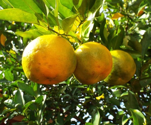 9 benefícios da bergamota ou tangerina