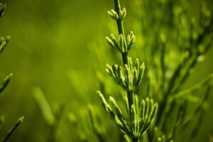 Leia mais sobre o artigo A cavalinha é uma planta com vários benefícios