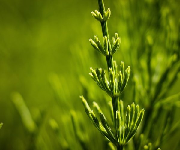 A cavalinha é uma planta com vários benefícios