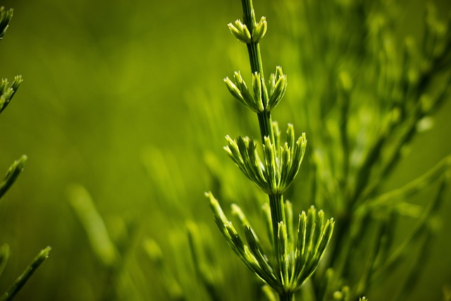 No momento, você está visualizando A cavalinha é uma planta com vários benefícios
