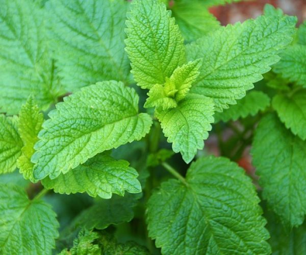 Benefícios da erva cidreira