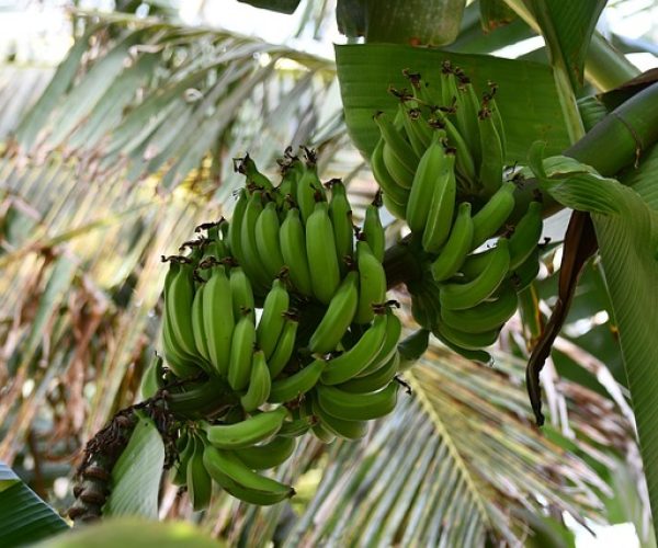 7 benefícios da farinha de banana verde