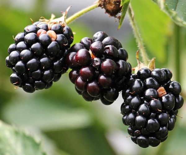 Benefícios da amora e de suas folhas