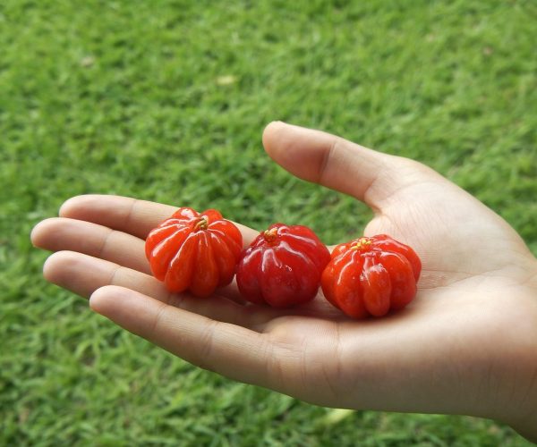 5 Benefícios do chá da folha da pitanga