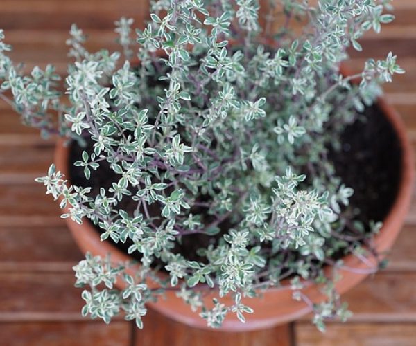 5 benefícios do Tomilho para a saúde