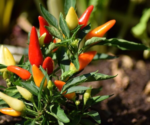 Benefícios da pimenta e os tipos encontrados