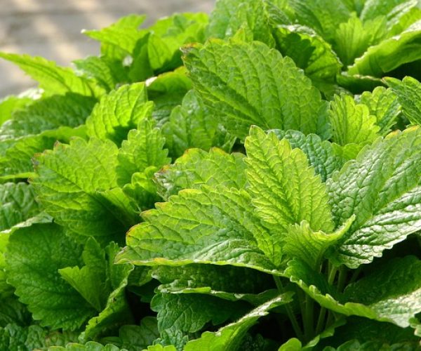 10 benefícios do chá de melissa para a saúde