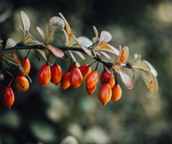Os benefícios do óleo de rosa mosqueta