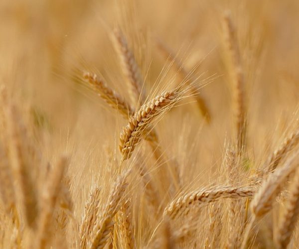 7 benefícios do germe de trigo para a sua saúde